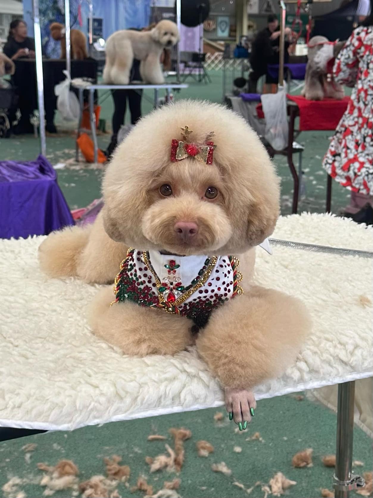 Poodle in Asian fusion grooming style with rounded head, festive bow, jeweled outfit, and painted nails at a dog grooming show