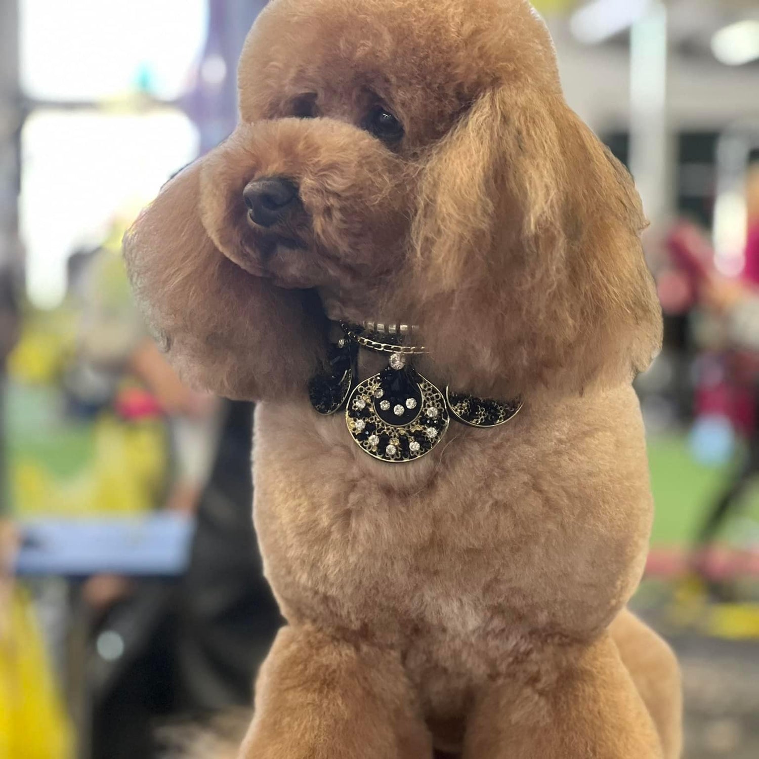 Brown poodle with a decorative collar sitting on a blue surface.