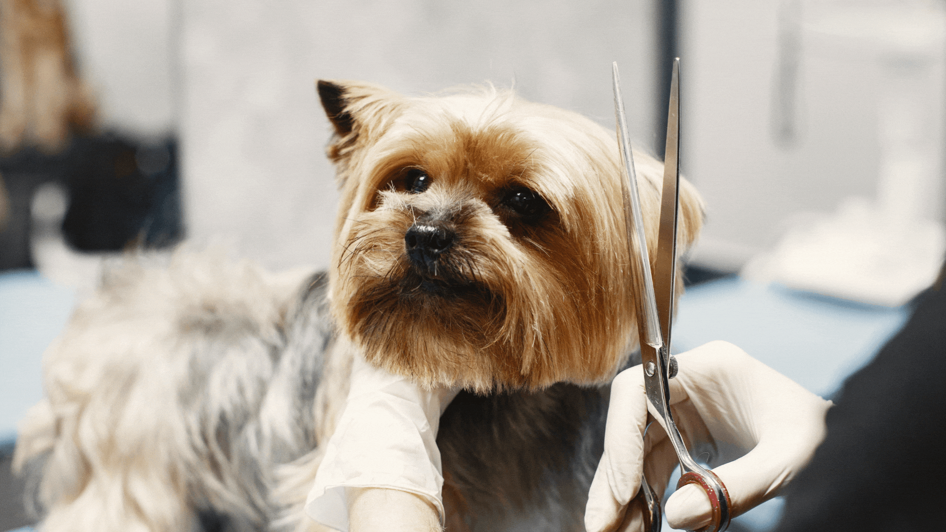 Close up of silky terrier being scissor cut with Delta Dog Grooming Scissors