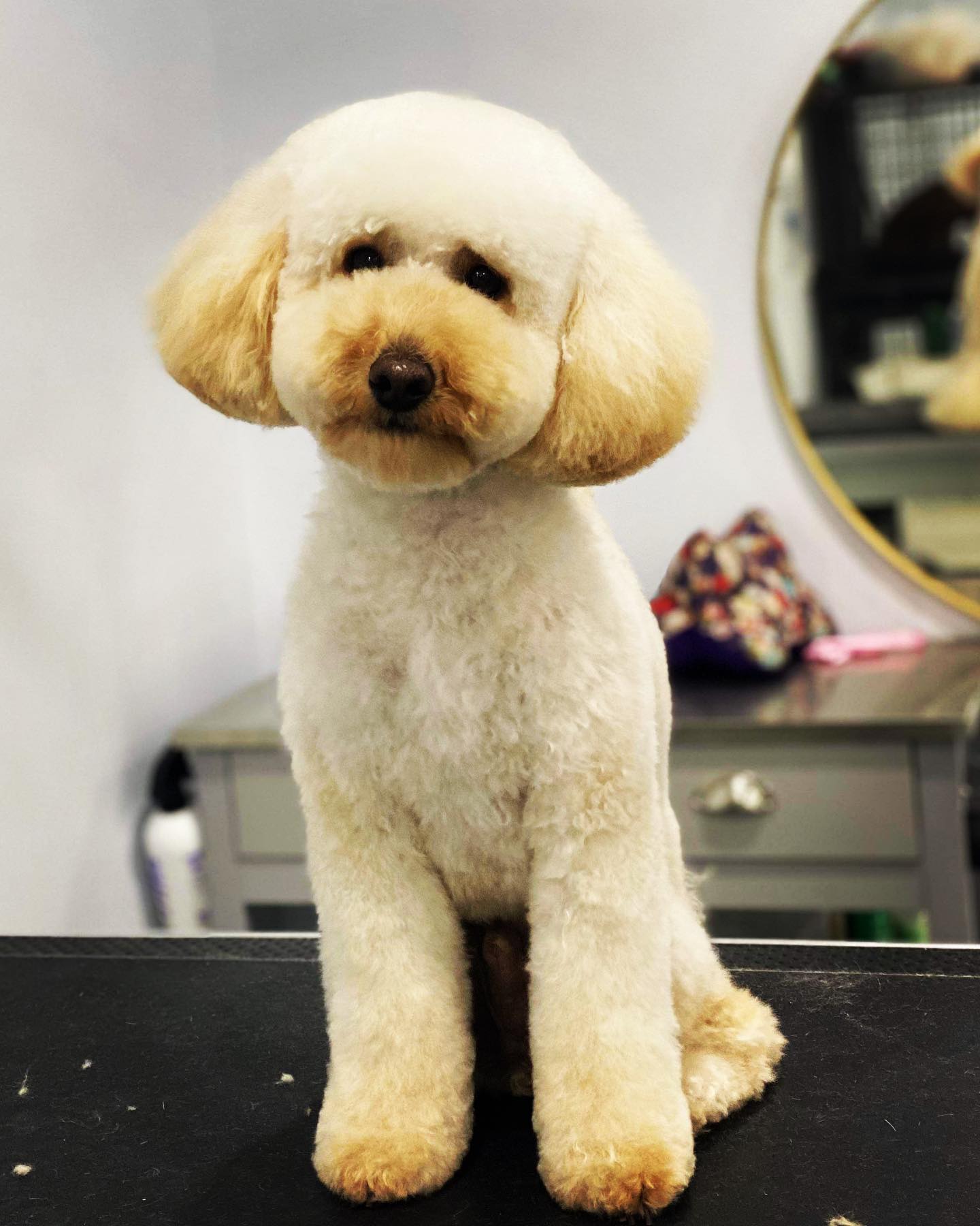 Large poodle with teddy bear grooming cut, rounded ears and fluffy face after professional groom