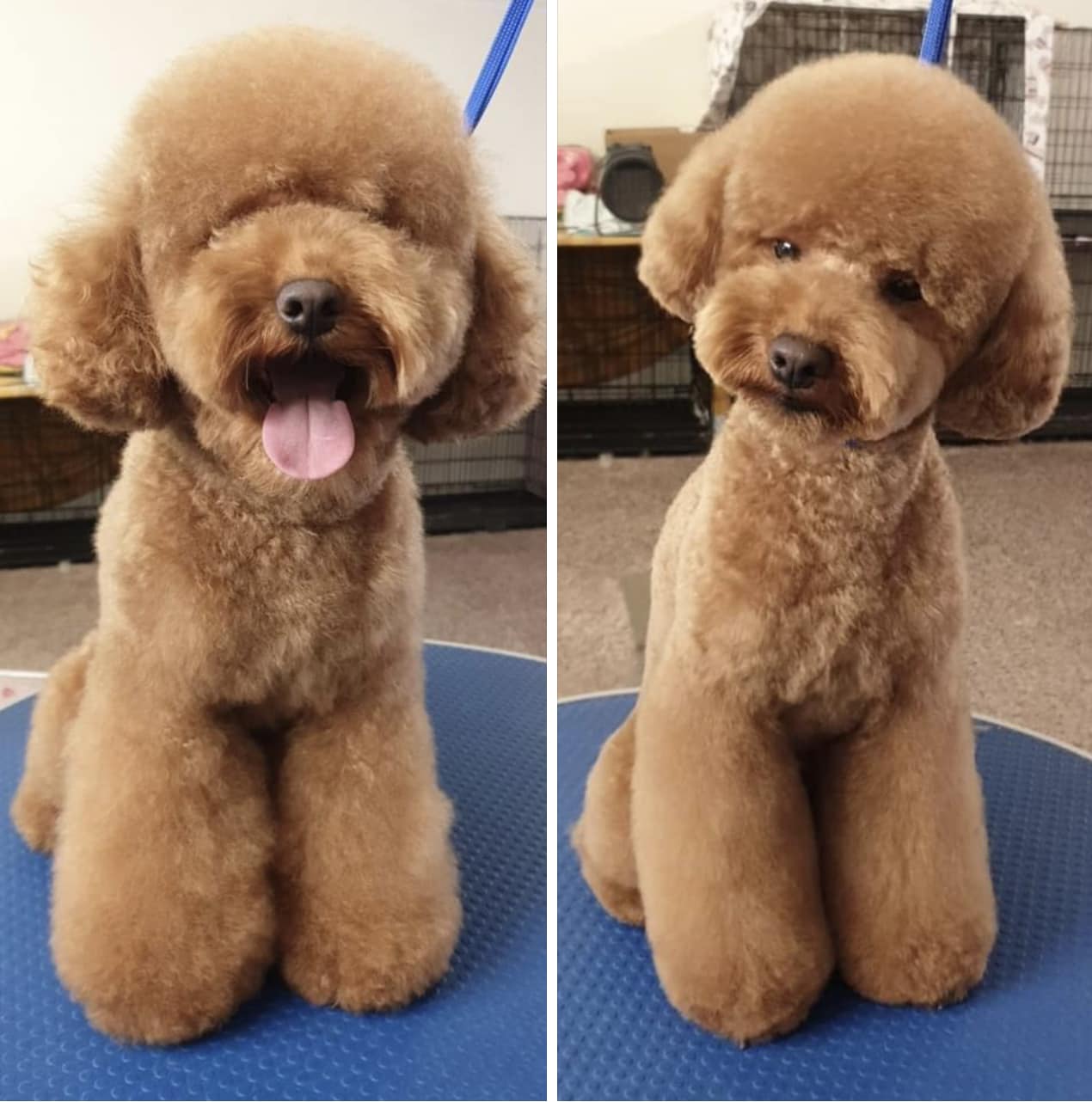 Small poodle after teddy bear grooming cut with fluffy rounded head and legs